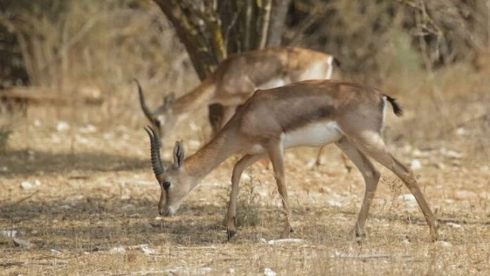 gazelle-1-balaban-768x432