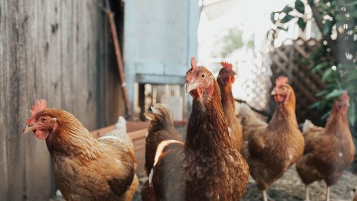 poules