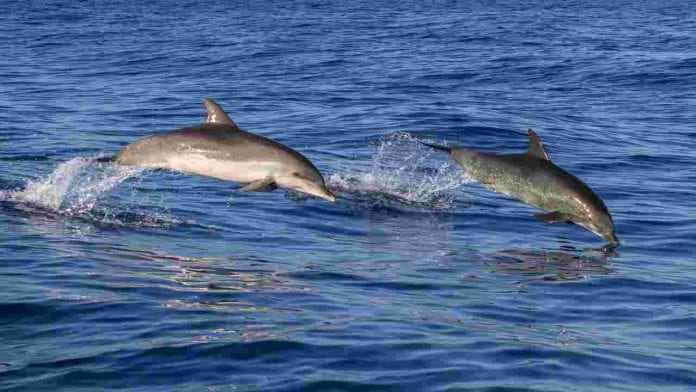 comment-la-russie-utilise-t-elle-des-dauphins-pour-se-proteger-dune-attaque-ukrainienne