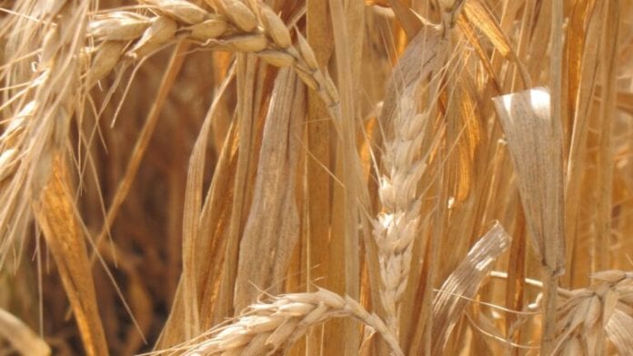 wheat-main-768x433