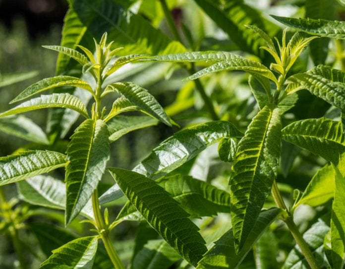 Verveine-citronnelle