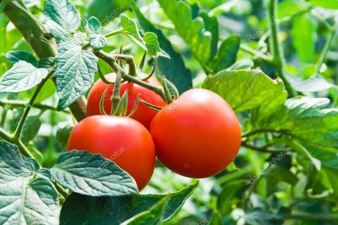 depositphotos_1342563-stock-photo-fresh-red-tomatoes-and-green