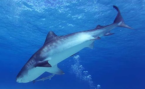 Requin_tigre