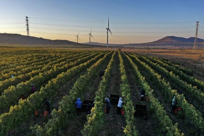 golan winery 2020 afp_0