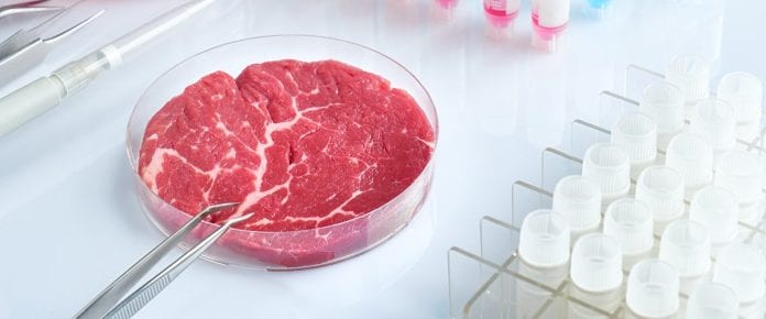 Meat sample in open disposable plastic cell culture dish in modern laboratory or production facility