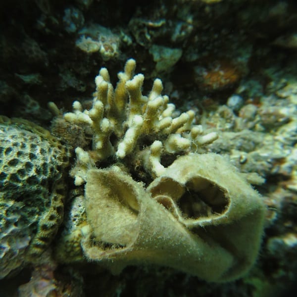 Coraux_Eilat_lingette