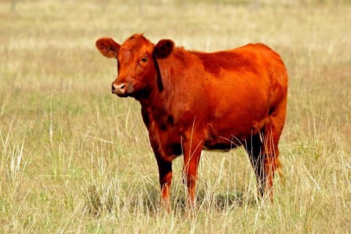 ob_f1a63c_vache-rousse