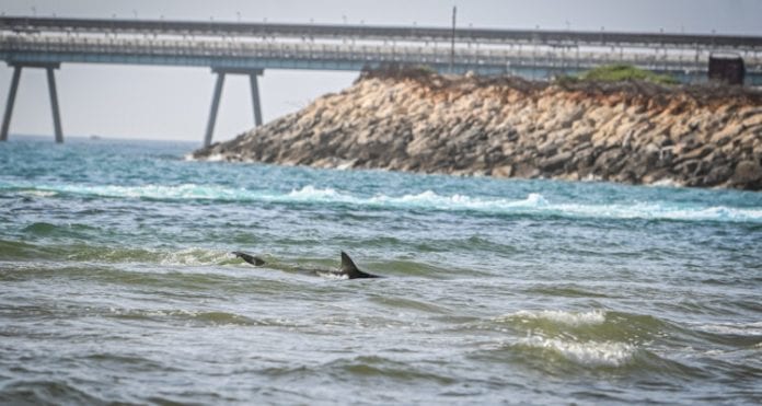 requins