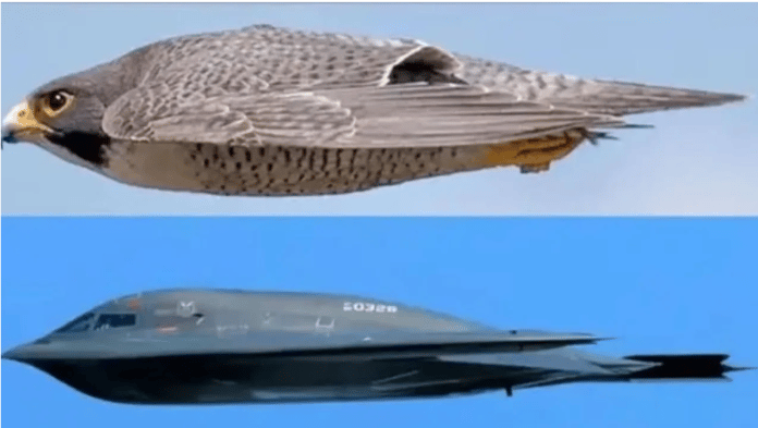 b52