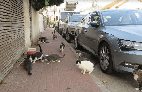 chats-rue-600x392-1