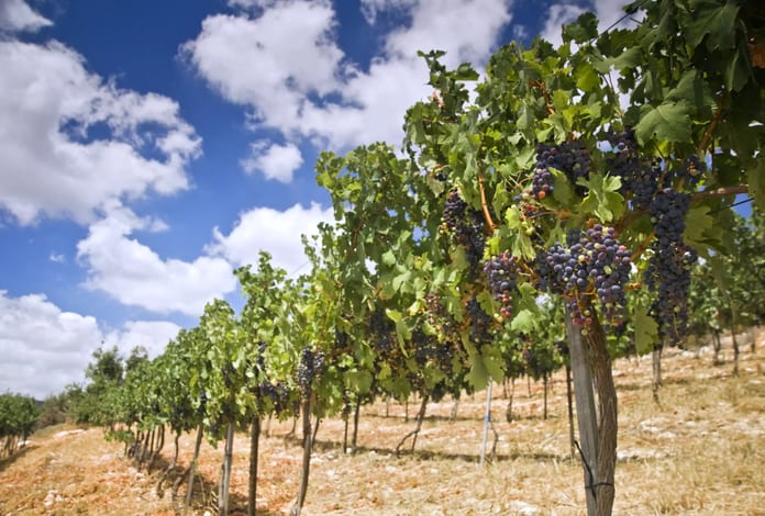 Cover-vins-israel