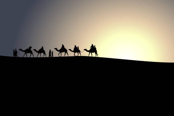 camels-shadows-s