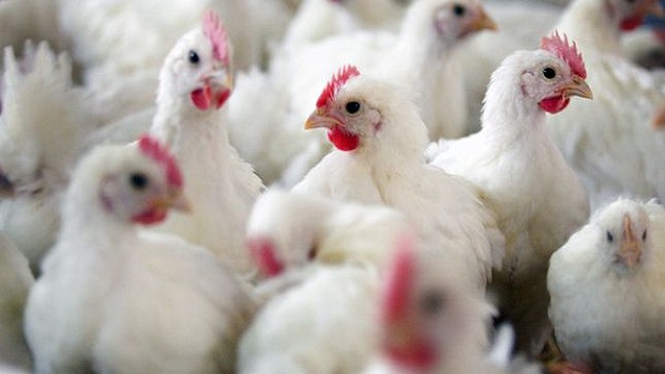JUIFS-POULETS