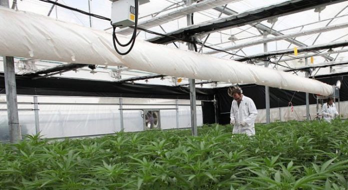 culture-cannabis-israel-750x410