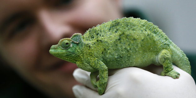 Keeper Harding poses with a Jackson's chameleon during the stock take at London Zoo in London