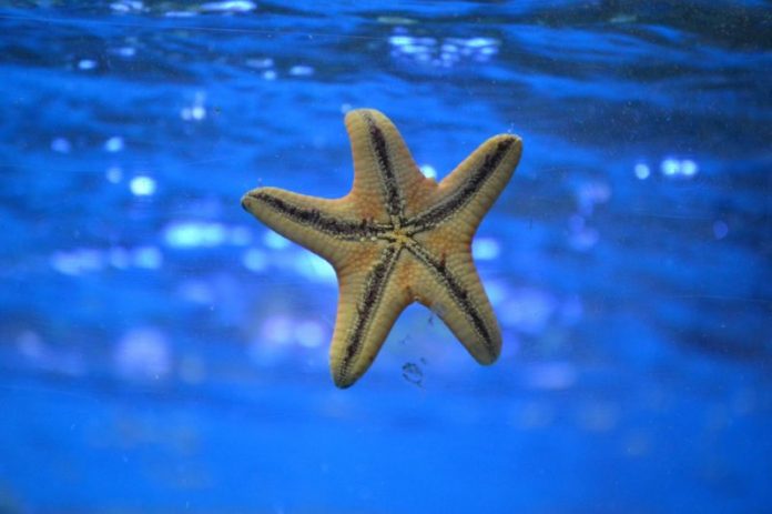 starfish_underwater_swim-549843.jpgd_-800x532