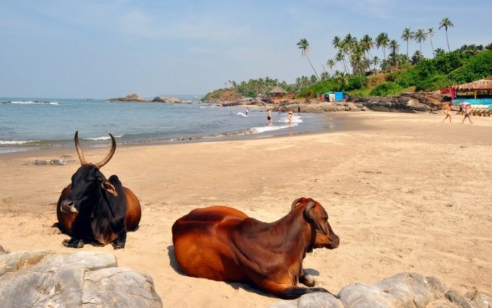 d5-0402-goa1-jpg