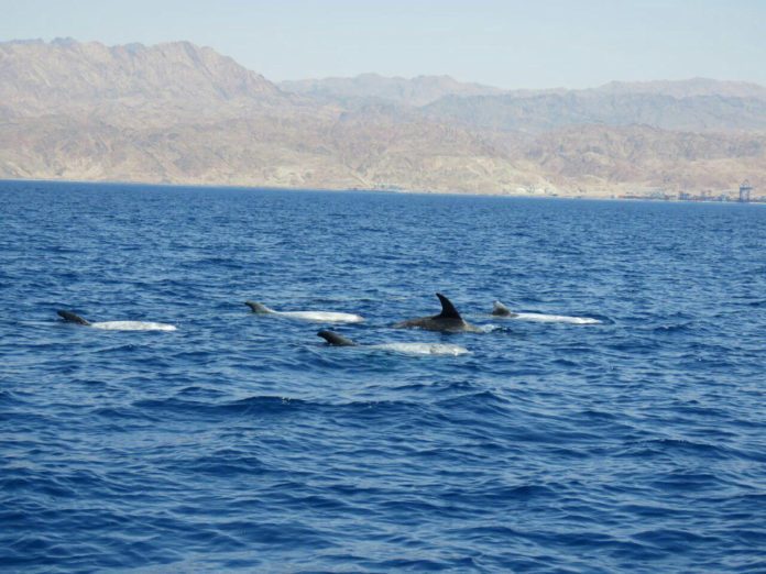 dolphin-pod-in-eilat-696x522