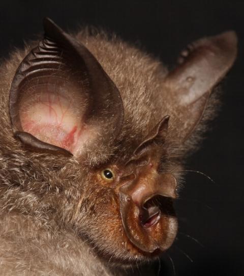 portrait-de-rhinolophus-smithersi-une-des-especes-cryptiques-nouvellement-decouvertes-credit-photo-plos-one_9c074ff1e1c282f01d3e8ca458c099608efc4db5