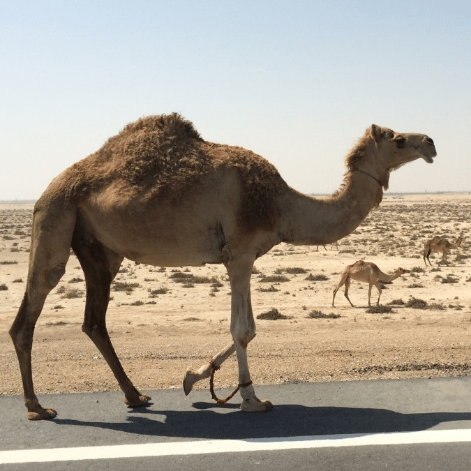 lait-de-chamelle-camel-idee-etude-2-