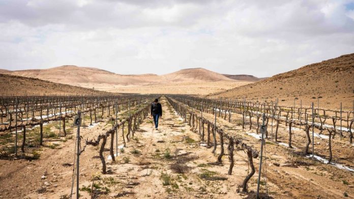 comment-israel-a-transforme-le-desert-du-neguev-en-immense-laboratoire-high-tech
