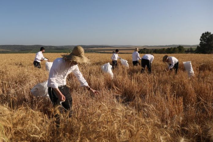 Juifs-ultra-orthodoxes-recoltent-champ-kibboutz-Sha-alvim-Israel_0