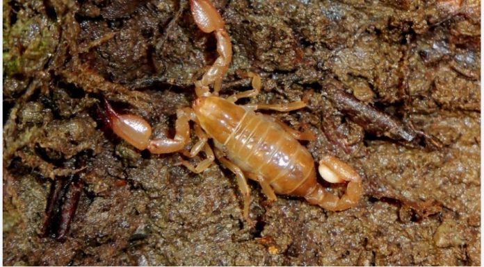 2021-11-14 15_40_20-Une vague de scorpions, responsable d’au moins trois morts et d’un demi-mille bl