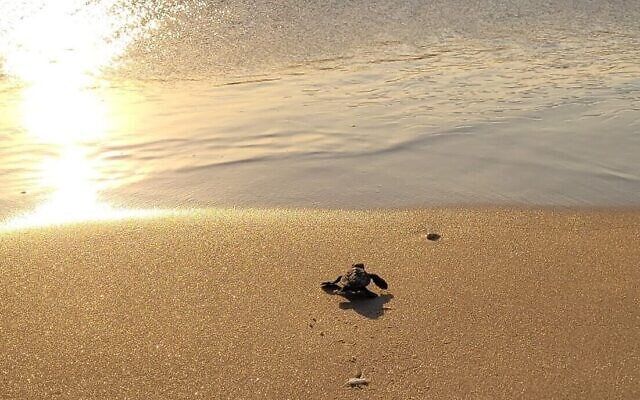 baby-turtle-goes-to-sea-e1646929591472-640x400