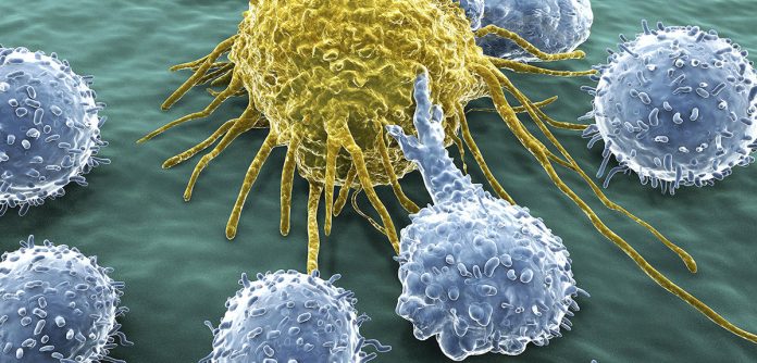 Lymphocytes and cancer cell