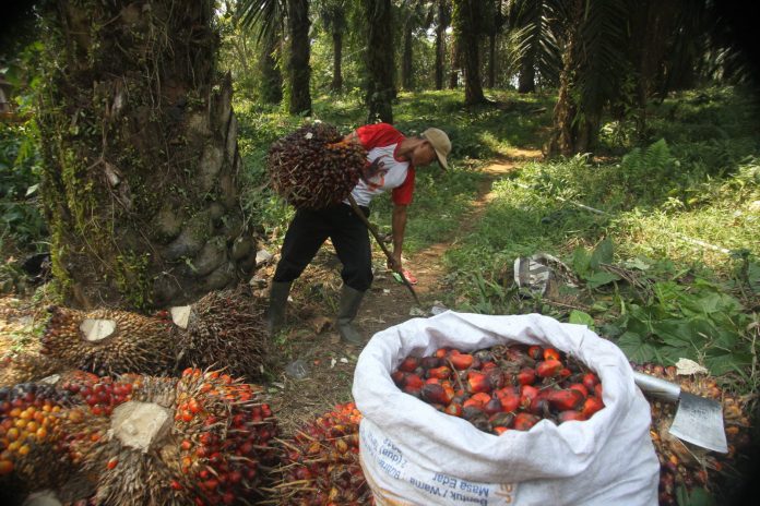 l-indonesie-est-le-premier-producteur-mondial-d-huile-de-palme-photo-ina-photo-agency-sipa-usa-sipa-1650653175
