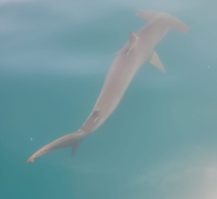 requin-marteau-ashdod