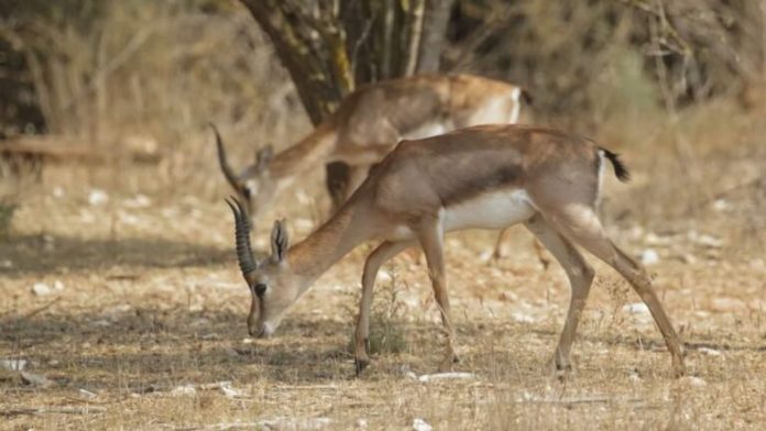 gazelle-1-balaban-768x432