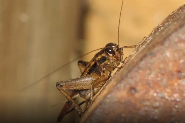 sur_les_insectes_autorisés