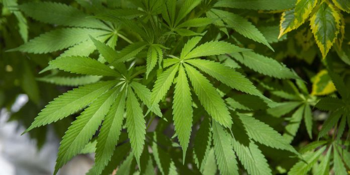 MEXICO-CANNABIS-LEGALIZATION-PARLIAMENT