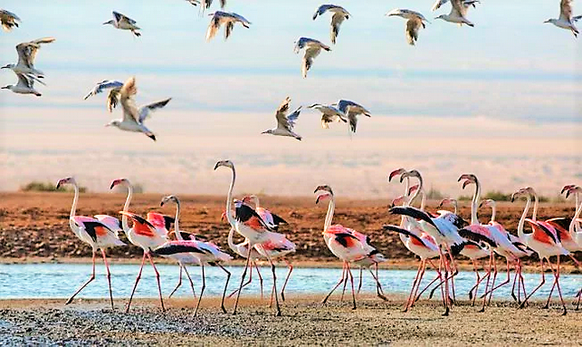 oiseaux-houla