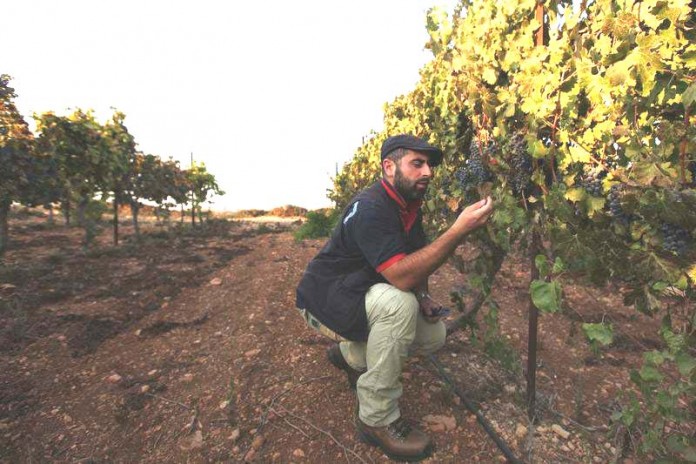 Jewish-winemaker-David-Ventura-from-the-settlement-of-Ofra-checks-the-sugar-level-in-grapes-at-his-vineyard-Sep-18-2011.-696x464